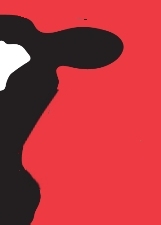 The artisan's face or the donkey?